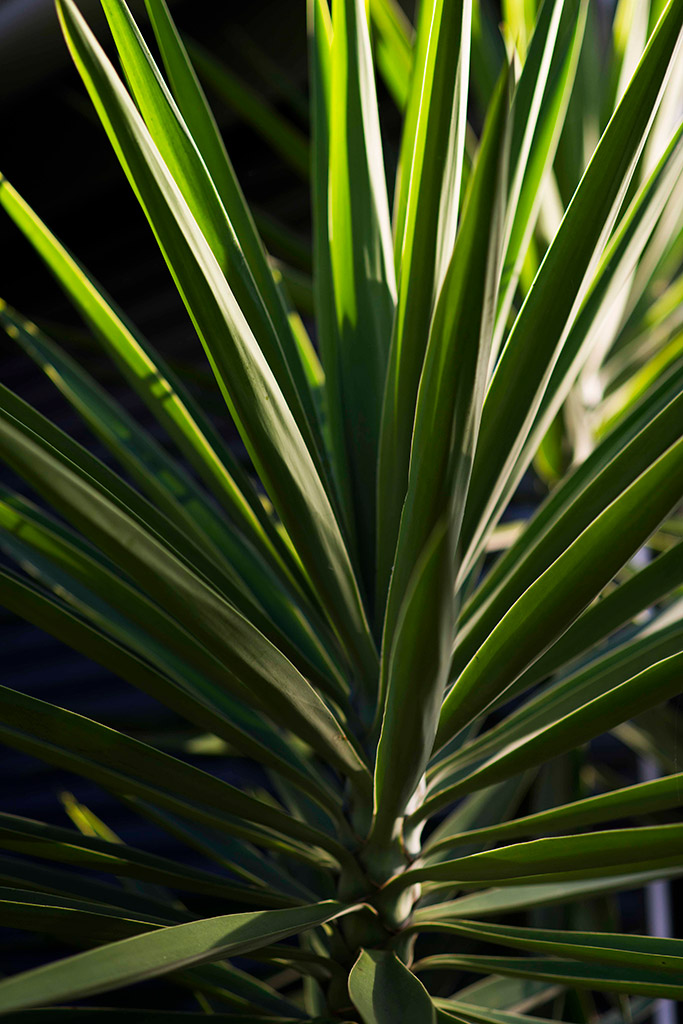 3 Hours North, Diamond Beach - Secret Gardens Landscape