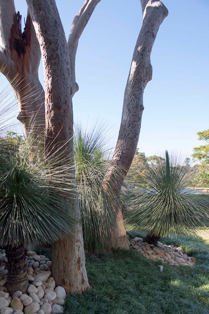 Angophora Garden, Mosman - Secret Gardens Landscape