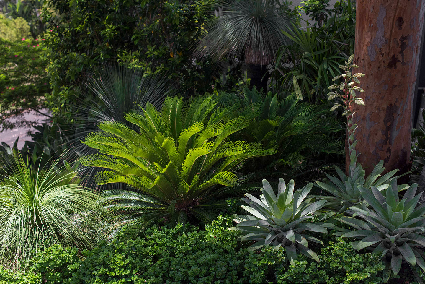 Angophora Garden, Mosman - Secret Gardens Landscape