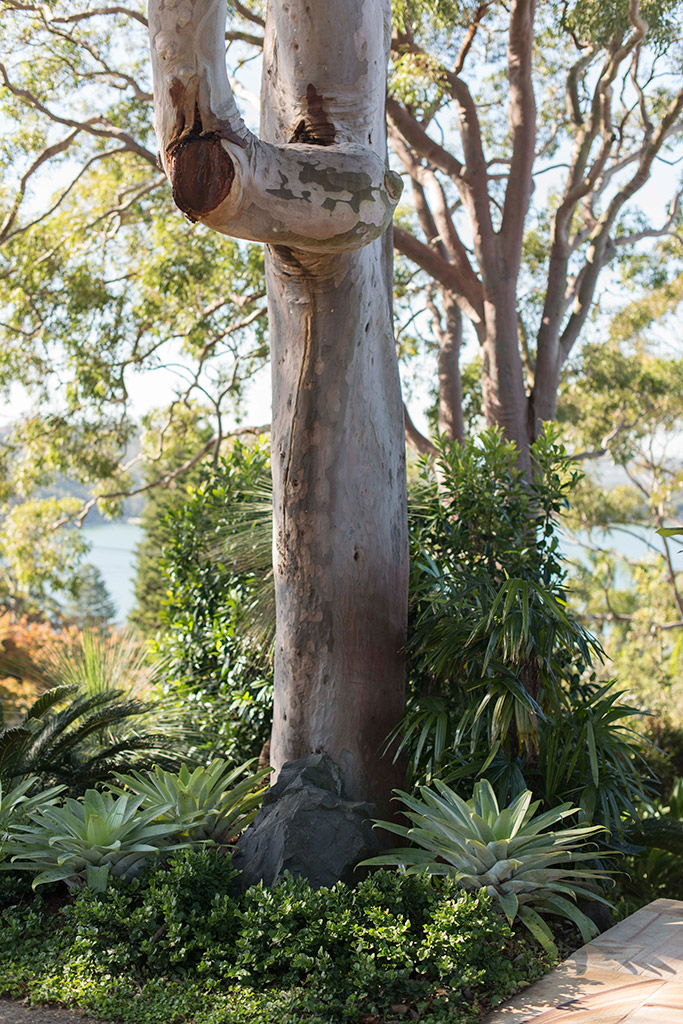 Angophora Garden, Mosman - Secret Gardens Landscape