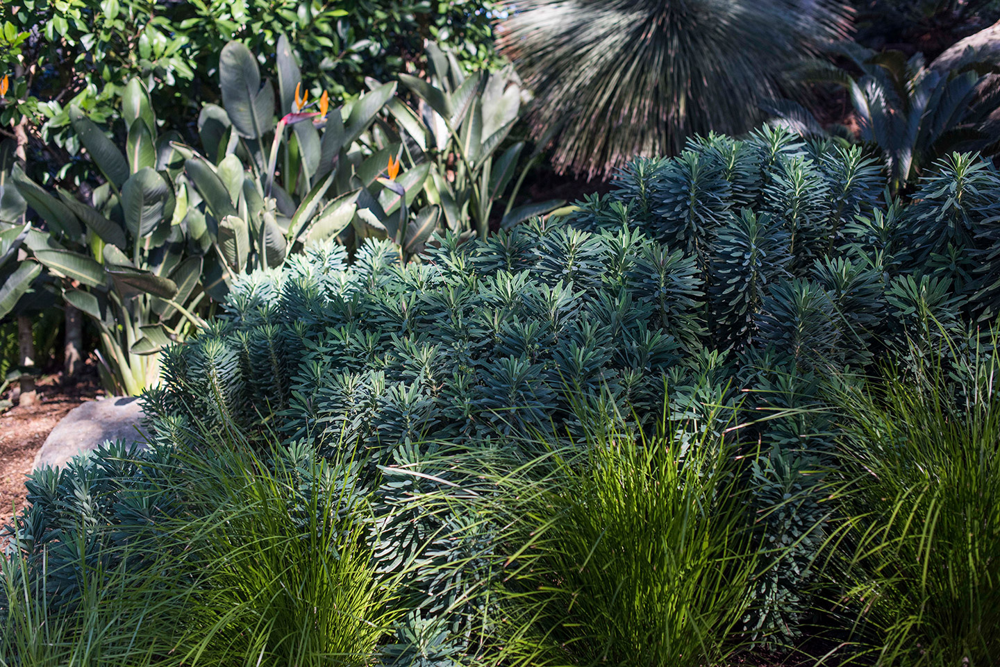 Angophora Garden, Mosman - Secret Gardens Landscape