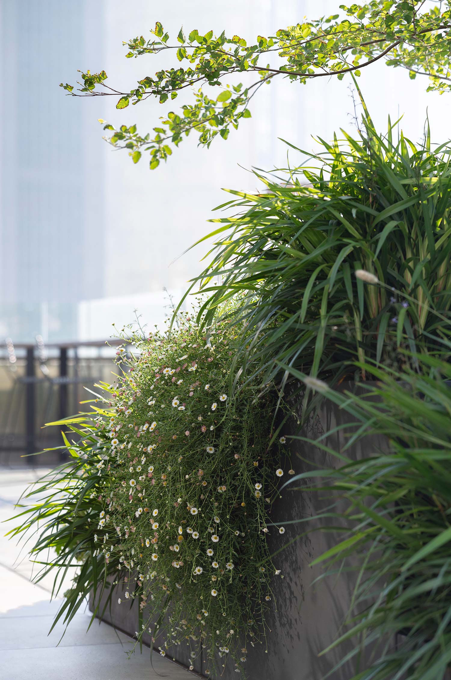 Garden Design Sky Line 0482