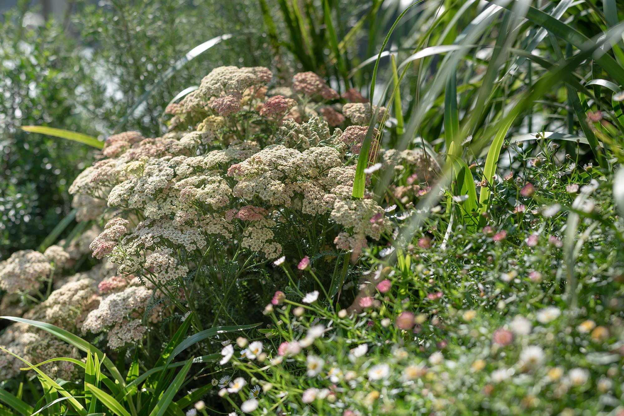 Garden Design Sky Line 0486