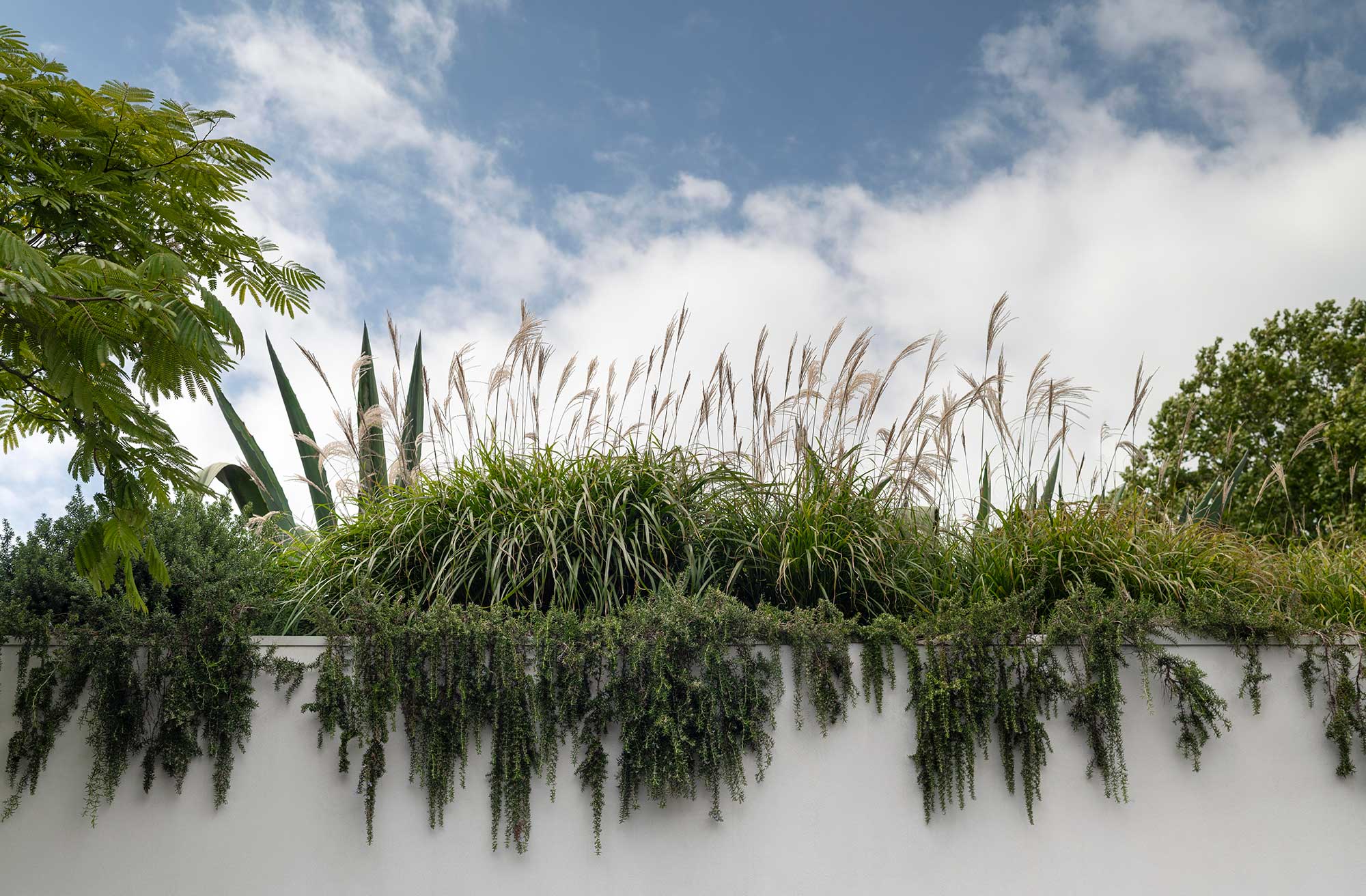 Landscape Design MIRROR HOUSE 17 12 2025 0386