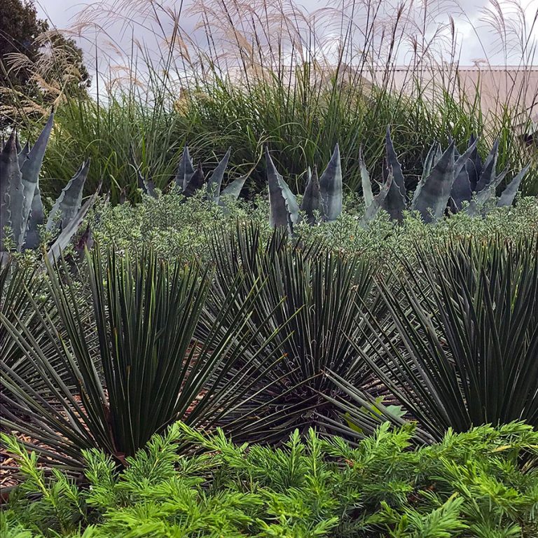 A rooftop garden in Sydney