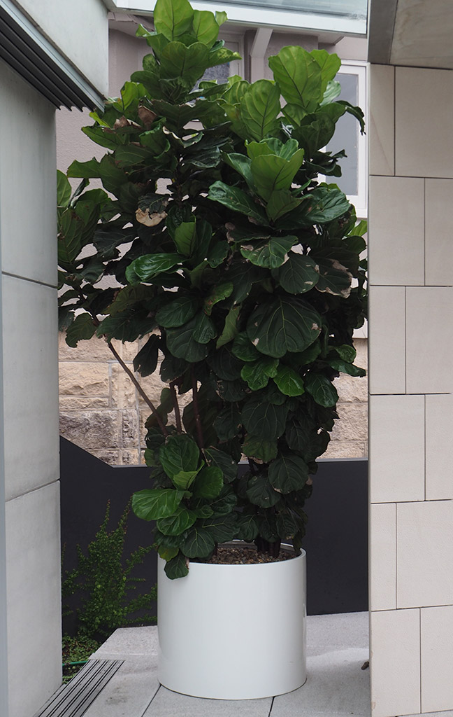 Ficus lyrata, or fiddle leaf fig