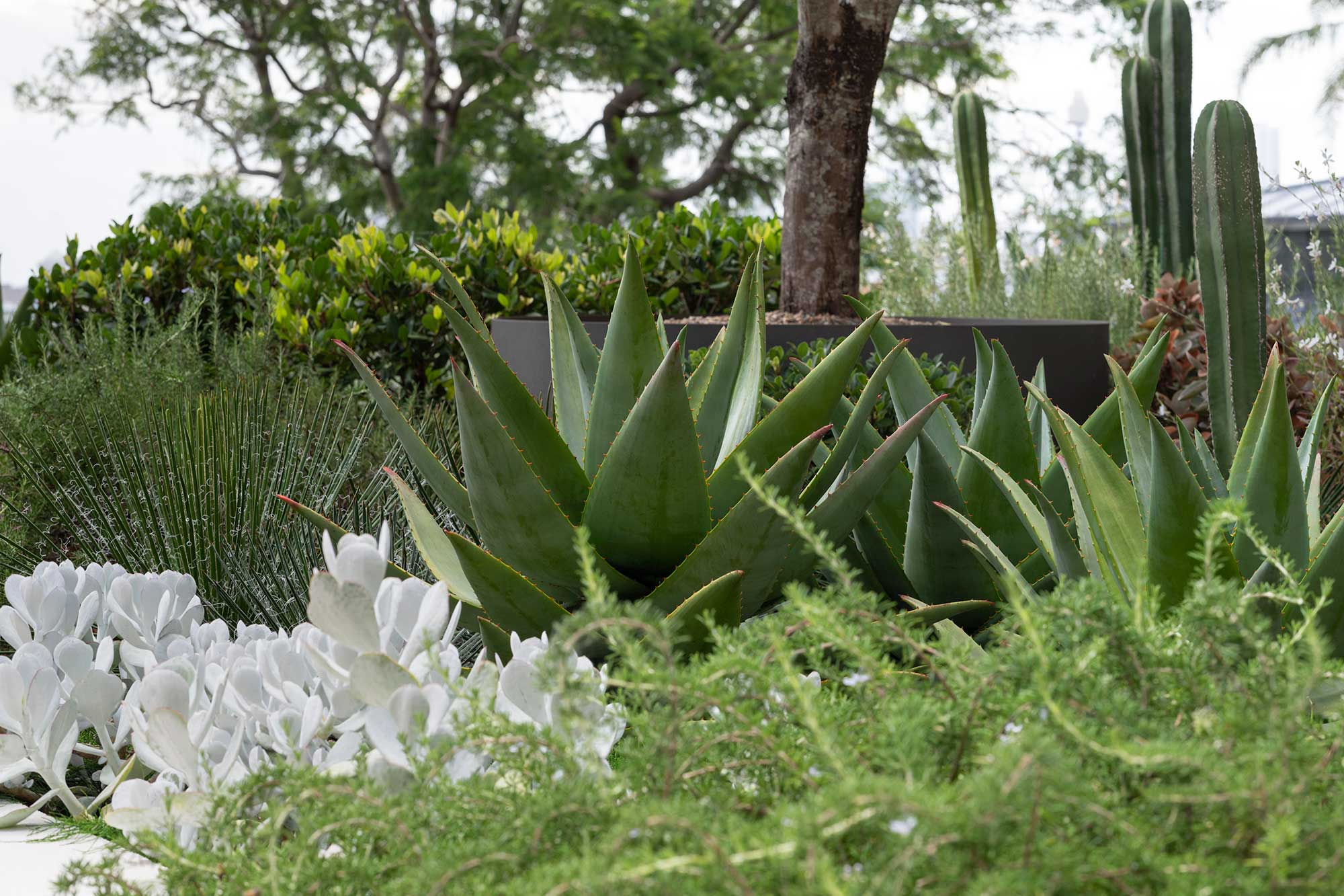 Garden Designer KULGOA 18 01 2023 0982