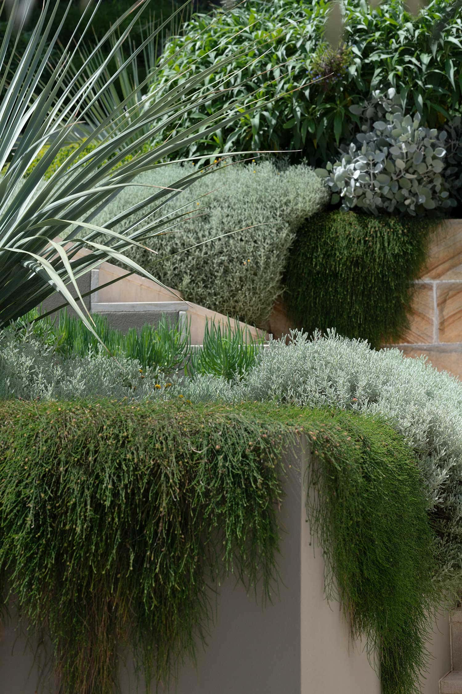 Landscape Design MANLY 20 11 2024 378