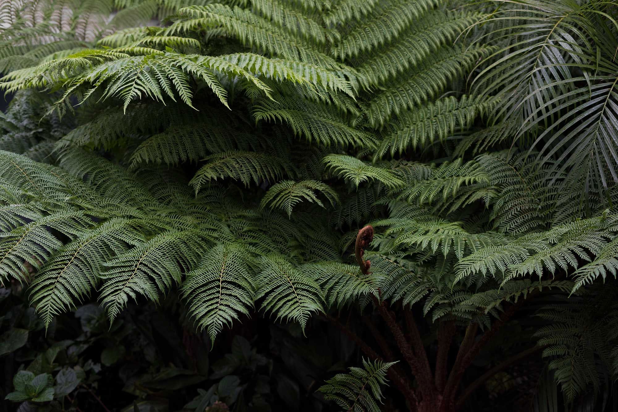 Landscape Architect & Landscape Designer | Secret Gardens 1 Landscape Architect Secret Gardens