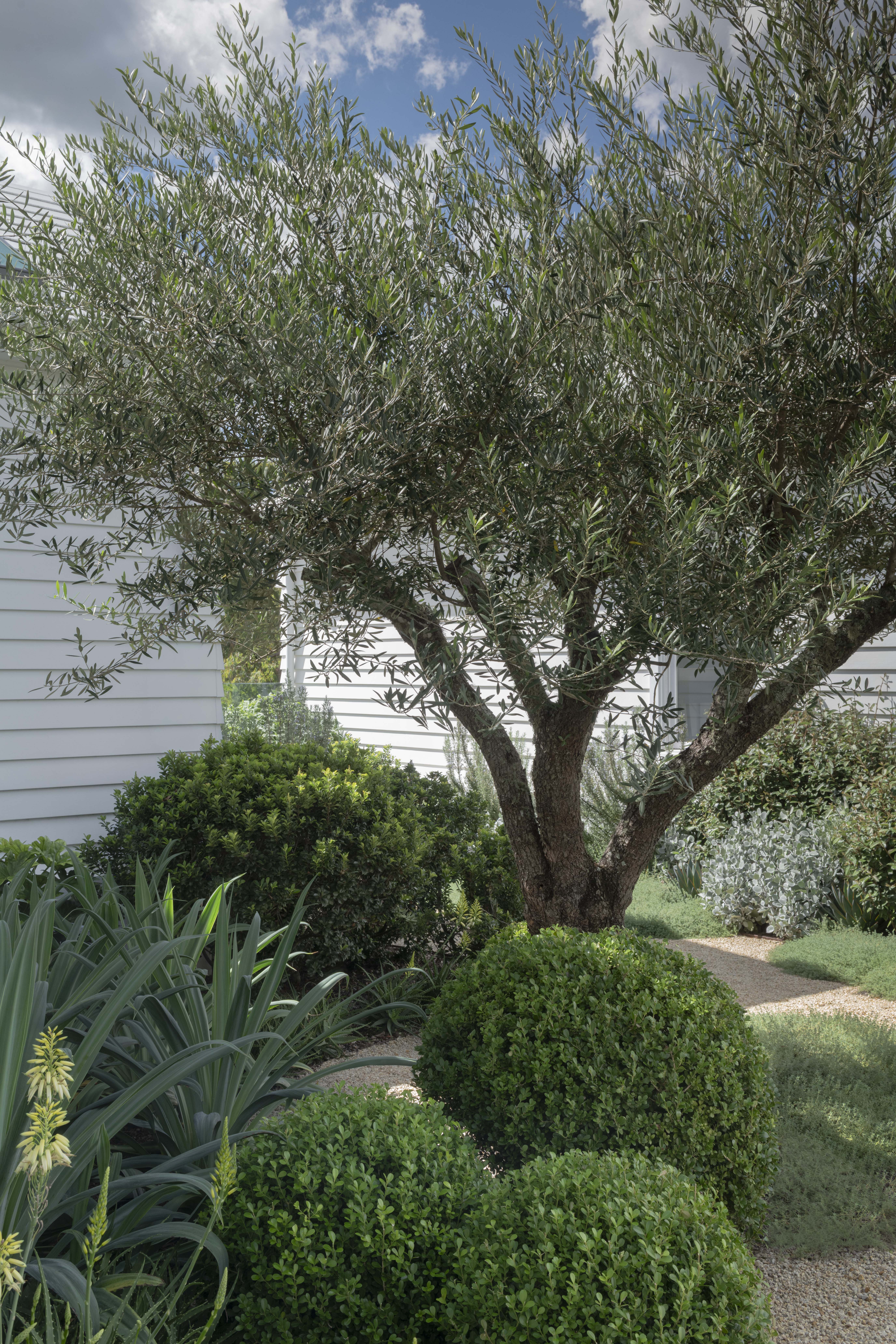 Whispering fig 5 Mature olive tree with textured trunk surrounded by clipped box balls, ornamental grasses and agave