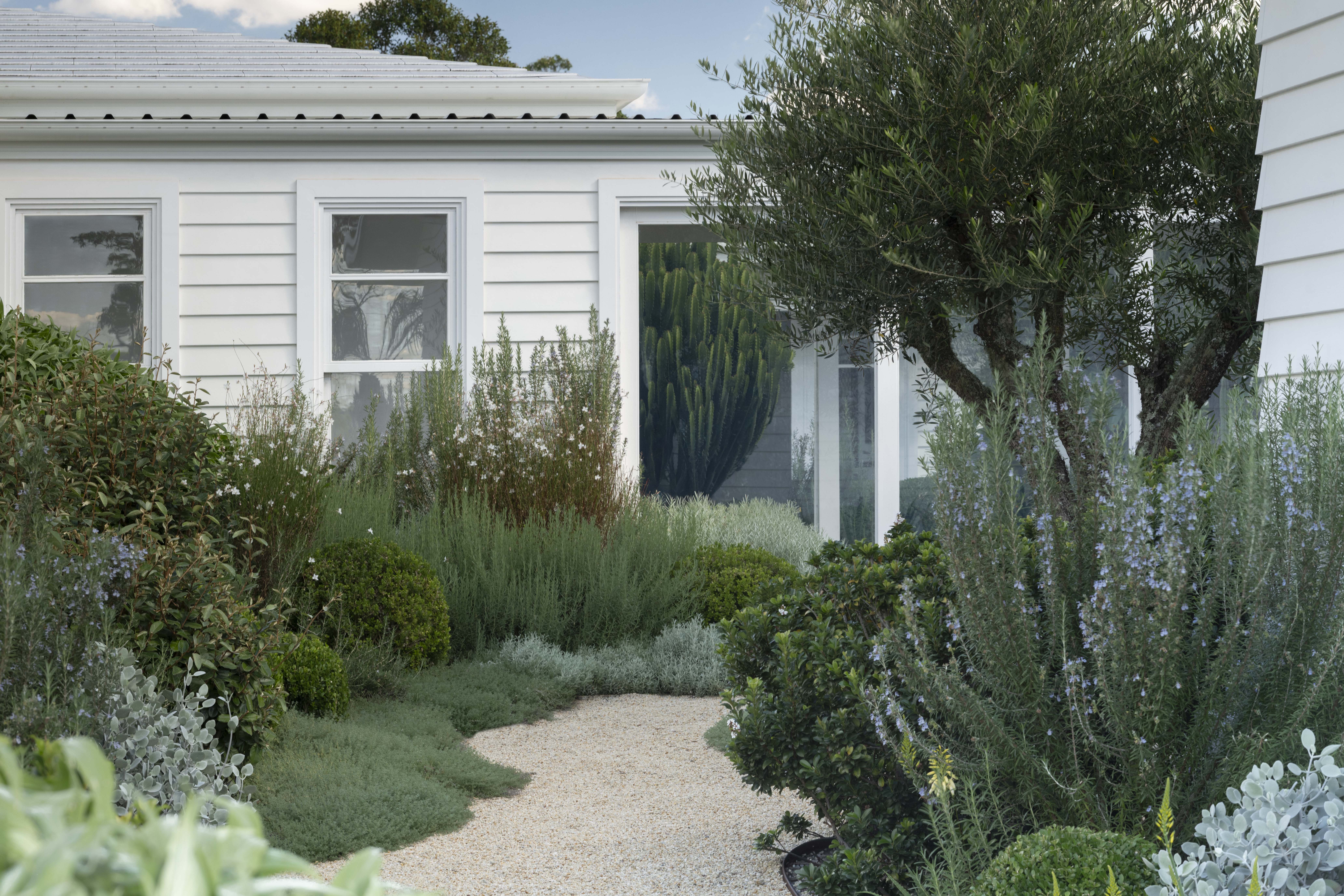 Whispering fig 4 Gravel path leading to white weatherboard house entrance, flanked by cloud-pruned shrubs, lavender and rosemary
