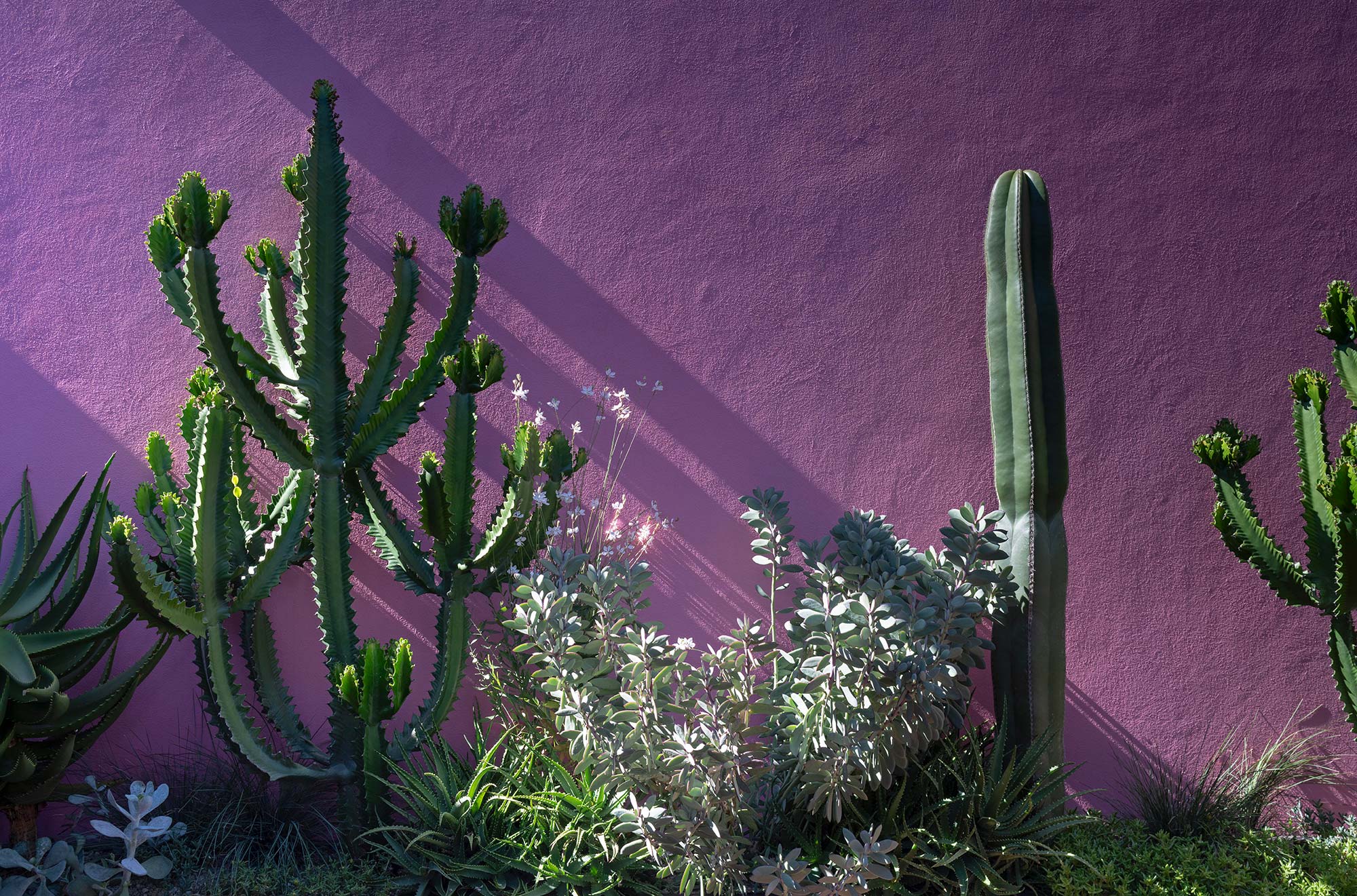 LANDSCAPE DESIGN ODE TO LUIS 2025 252B