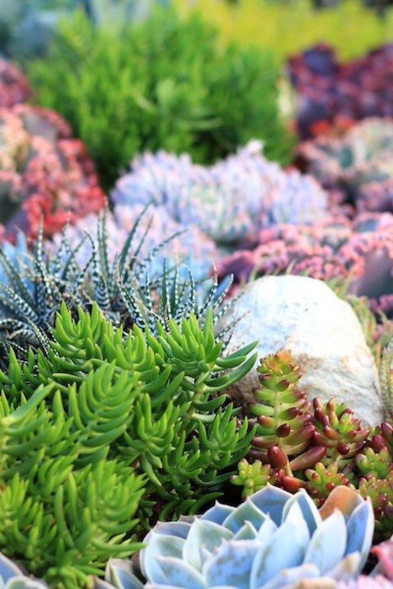 Coral-succulent-garden-AGSS-2014-Design-Phil-Withers