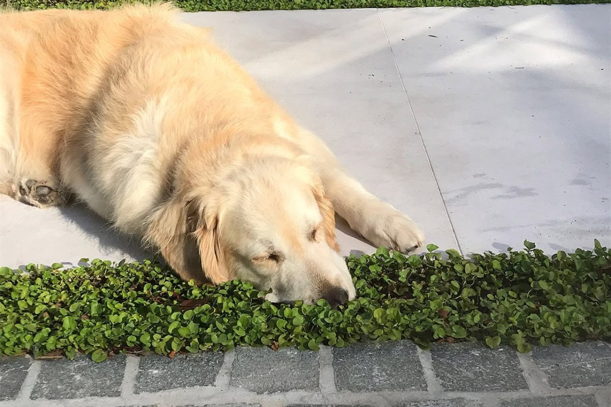 Dog_header
