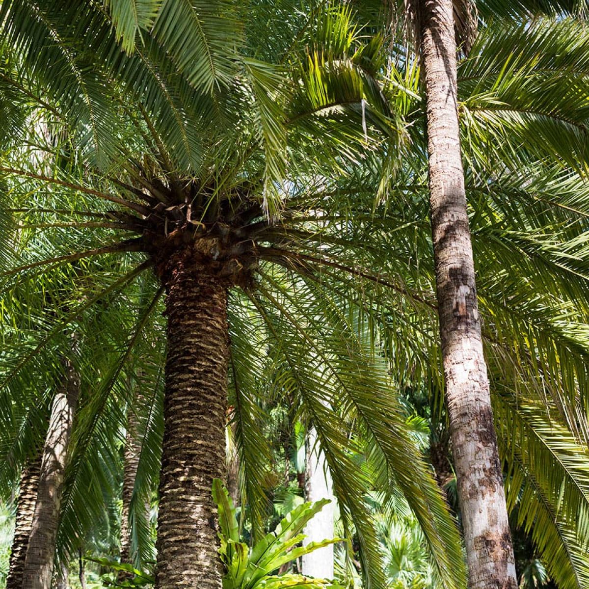 SG-Shade-Trees-003