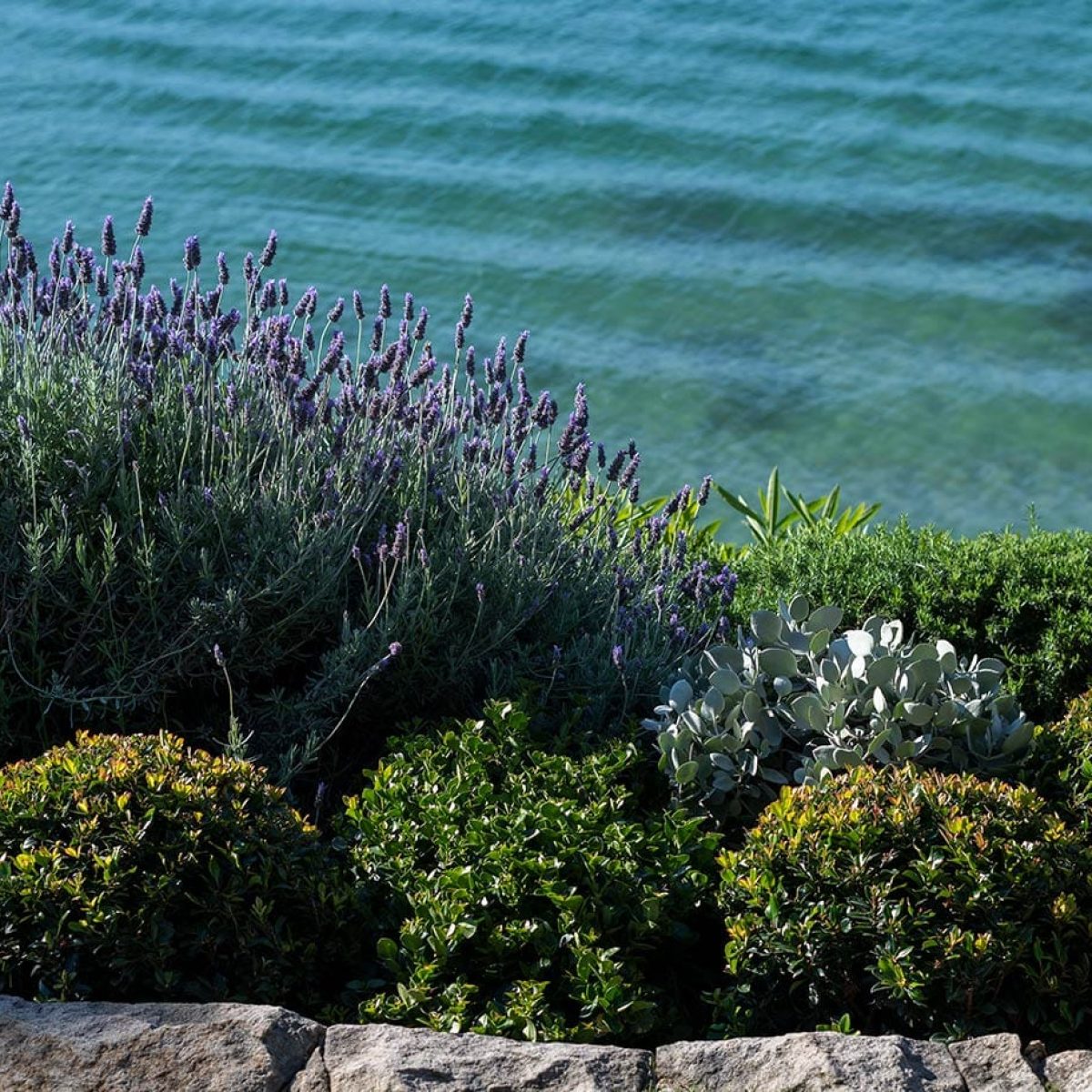 SG_blog_spring-blooms_005