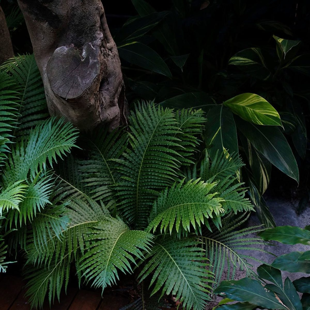 Shady_Garden_001
